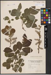 Foto von Salix caprea L. x Salix cinerea L.